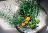 Fennel Fronds for your SALAD
